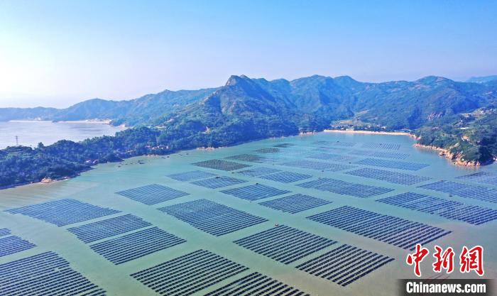 低空2024| 低空經(jīng)濟(jì)：福建福鼎：萬(wàn)畝紫菜迎豐收 生產(chǎn)加工趕訂單