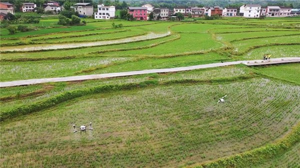李世飛團隊用無人機對水稻進行噴施作業(yè)。受訪者供圖